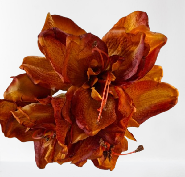 Amarylis Satyna – 74 cm, , rudy, kod: 090435