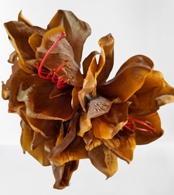 Amarylis Satyna – 74 cm, , brąz, kod: 090435