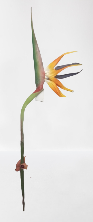 Strelicja z lateksu, 100 cm, 12 sztuk, kod: 10061