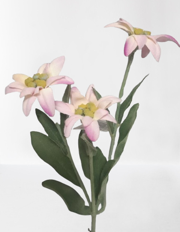 Szarotka – 3 kwiaty, 30 cm, róż, kod: 1100616