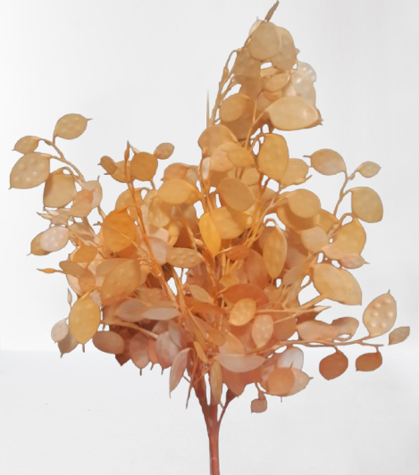 Srebrniki – wiązka, 50 cm (7 gałązek), pomarańcz, kod: 139