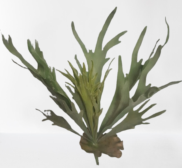 Łosie rogi – 55 cm, kod: 11455