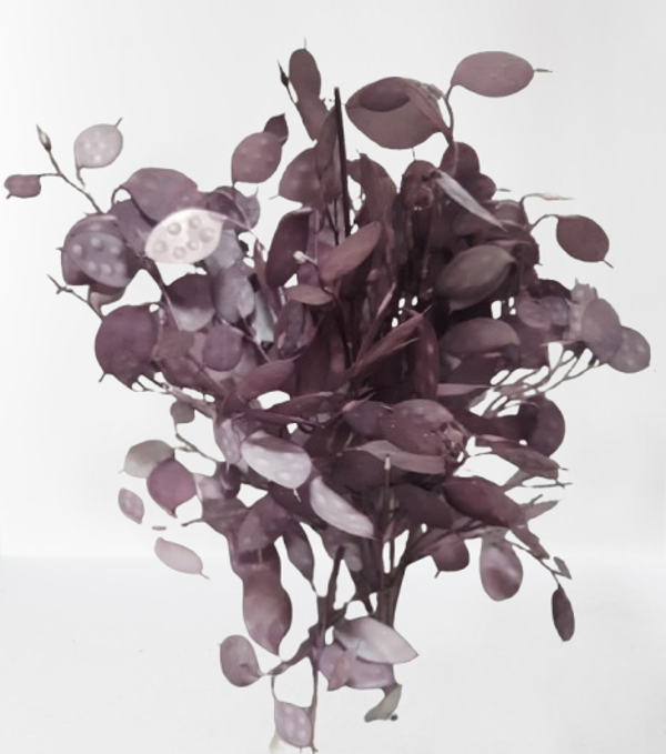 Srebrniki – wiązka, 50 cm (7 gałązek), fiolet, kod: 139