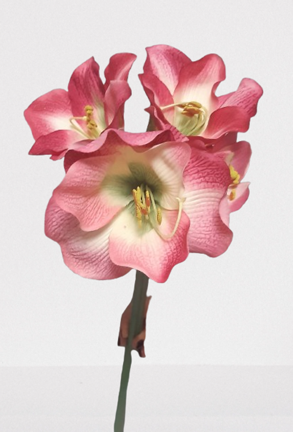 Amarylis – 80 cm, kod: 1601