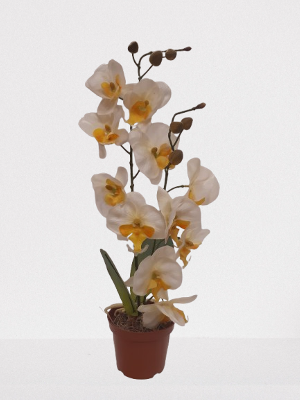Storczyk Phalaenopsis,  lateks, 50 cm, biało-żółty,  kod: 161162