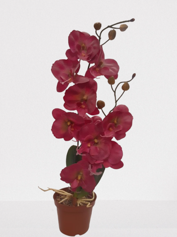 Storczyk Phalaenopsis, lateks, 50 cm, czerwony,  kod: 161162