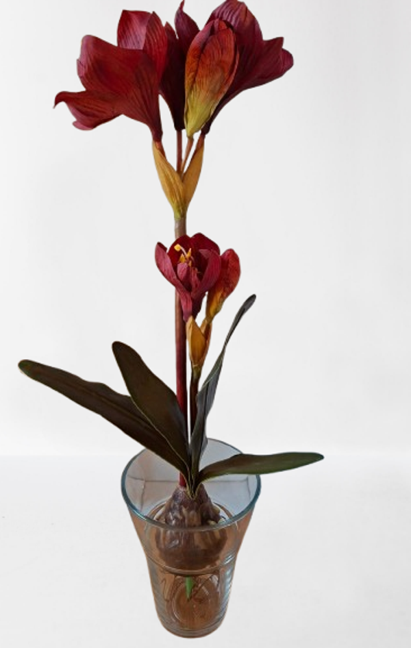 Amarylis z cebulą, 54 cm, red, kod: 2016