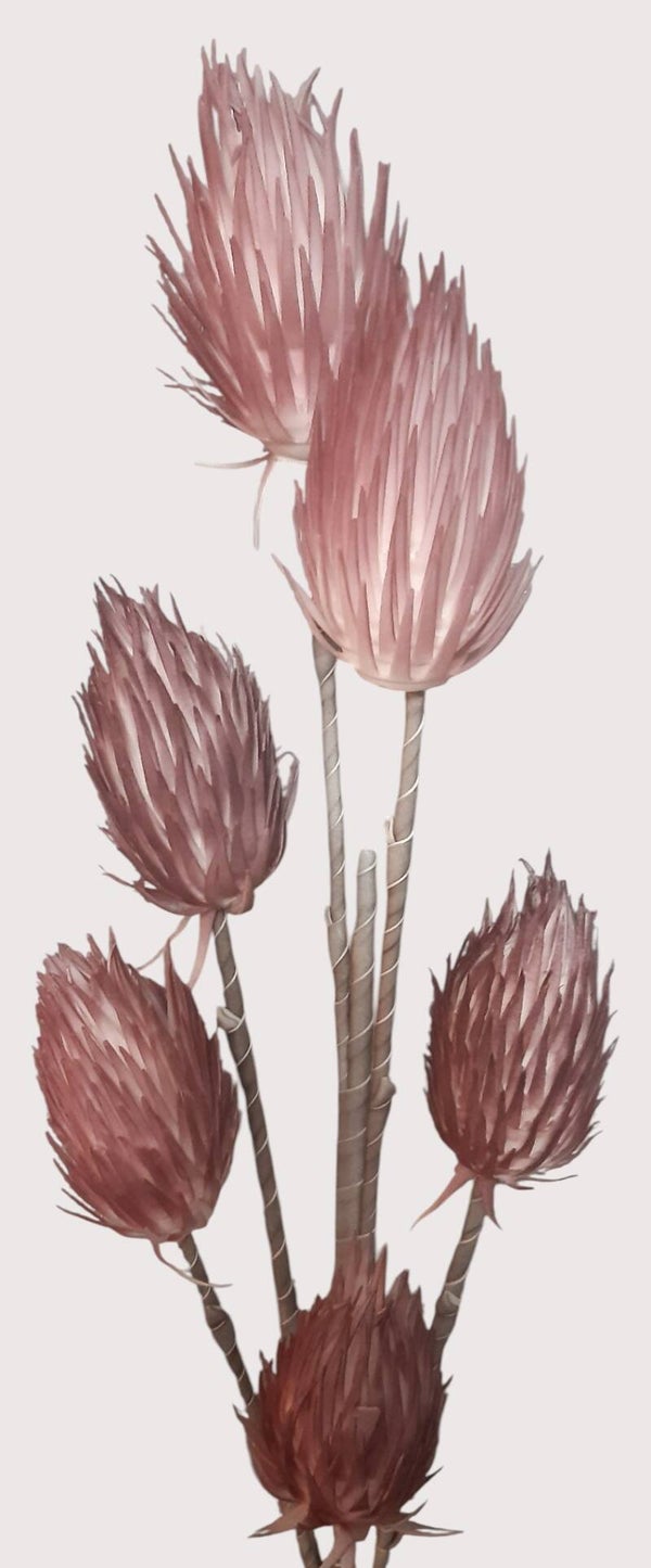 Protea królewska – imponująca gałązka, 116 cm, kod: 2480 a