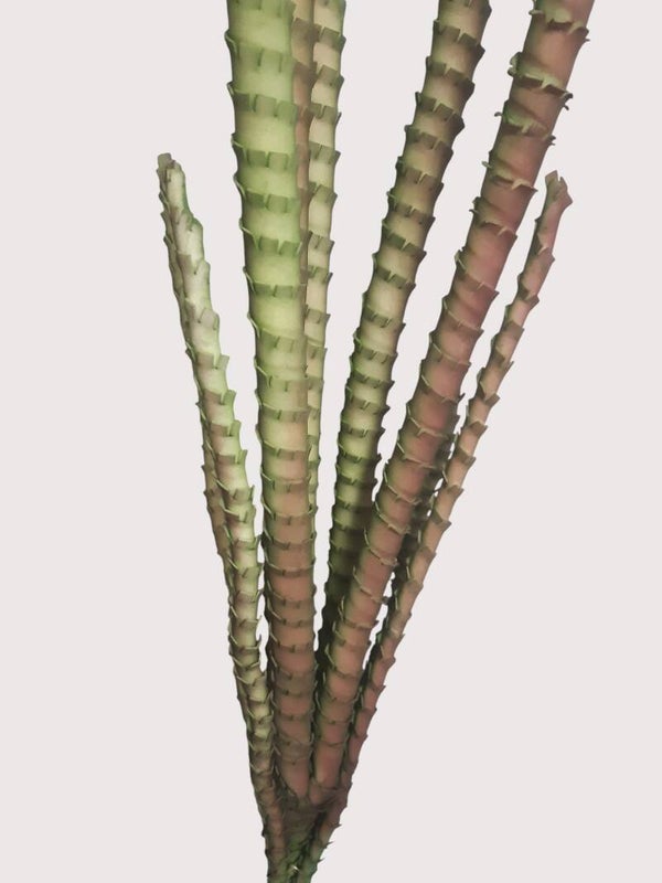 Pałki dekoracyjne z pianki, 122 cm, zielony, kod: 71203