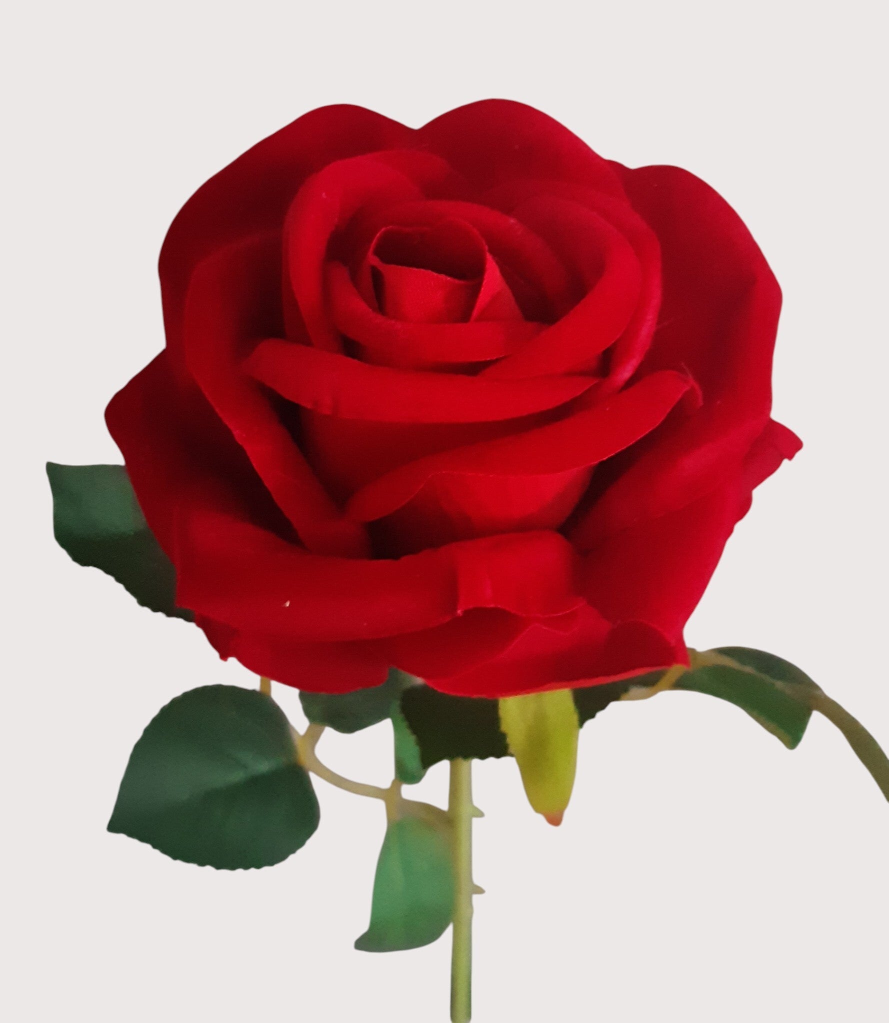 Róża welur, 62 cm, czerwony, kod: 24323