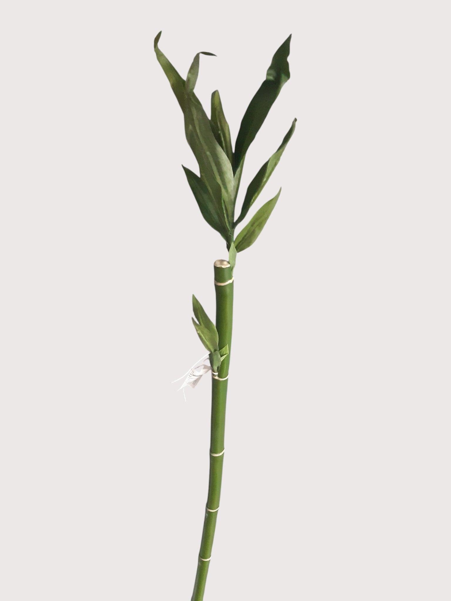 Bambus dekoracyjny z liśćmi i korzonkami, 124 cm, kod: 19259