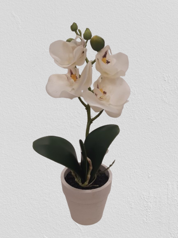 storczyk Phalaenopsis , lateks, 27 cm kod: 2301