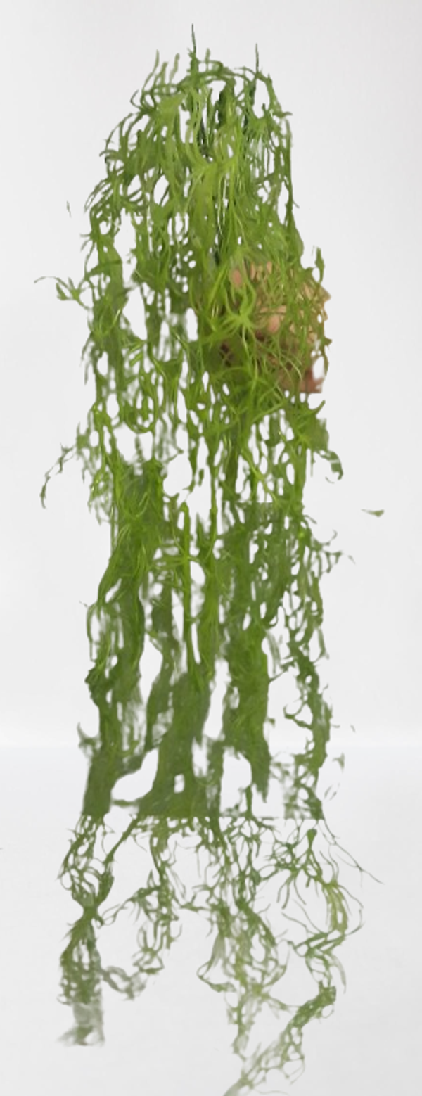 Zwis – wiązka na jednym piku, 5 gałązek, 100 cm, kod: 2419