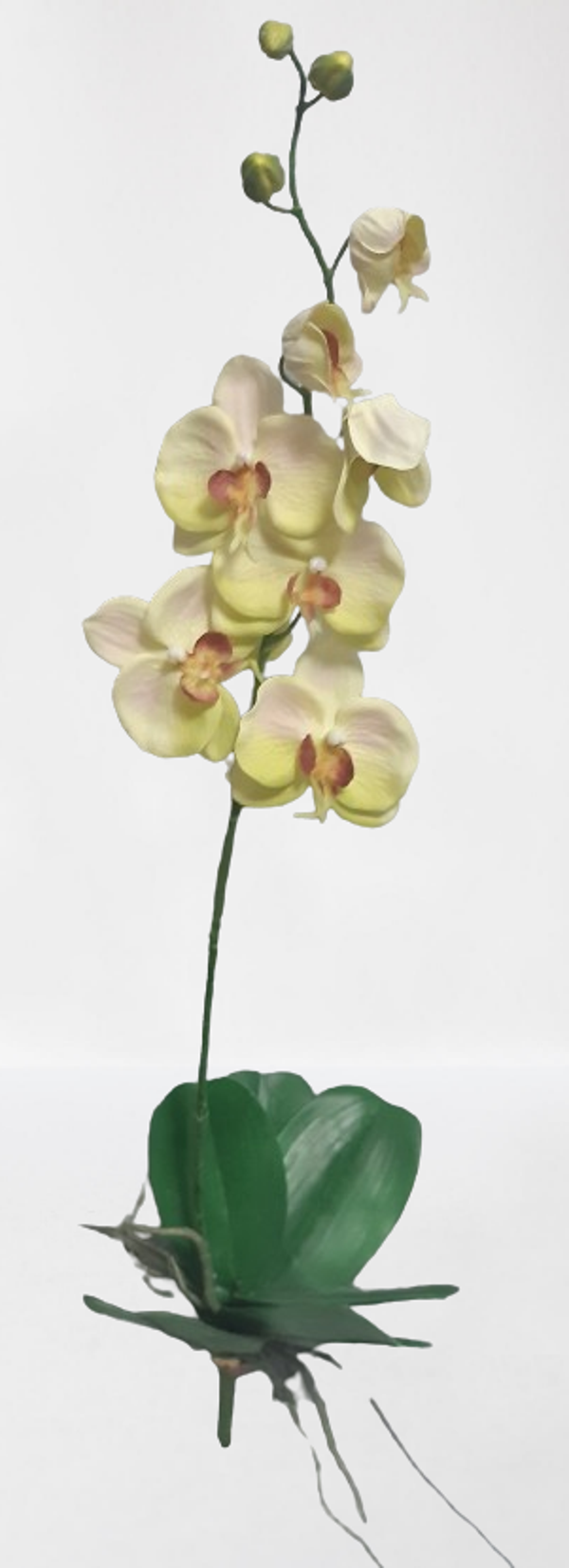 Storczyk – 77 cm, zielony, kod: 52812