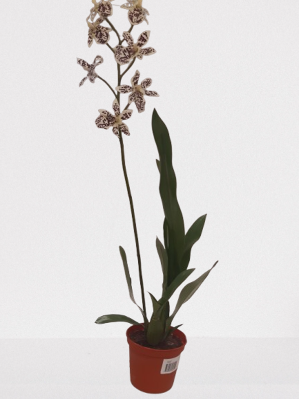 Storczyk, guma 53 cm, fiolet z białym  kod: 5624
