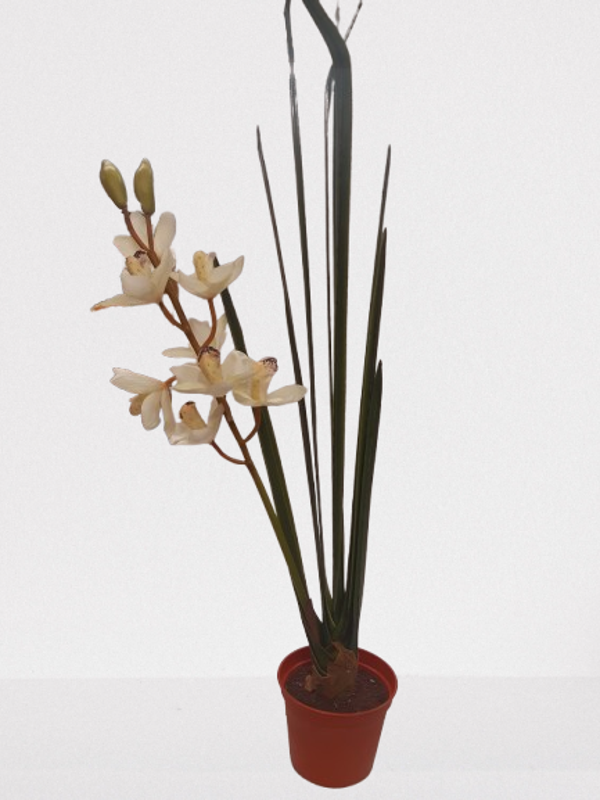 Storczyk Cimbidium, guma, 75 cm. kod: 5629