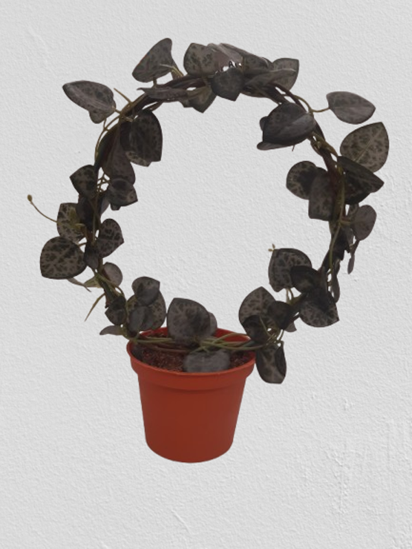 Saxifraga 20 cm, kod: 5799