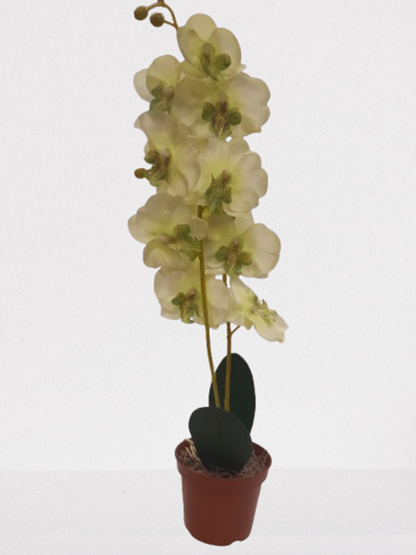 Storczyk Phalaenopsis, satyna 50 cm, żólty, kod: 61006