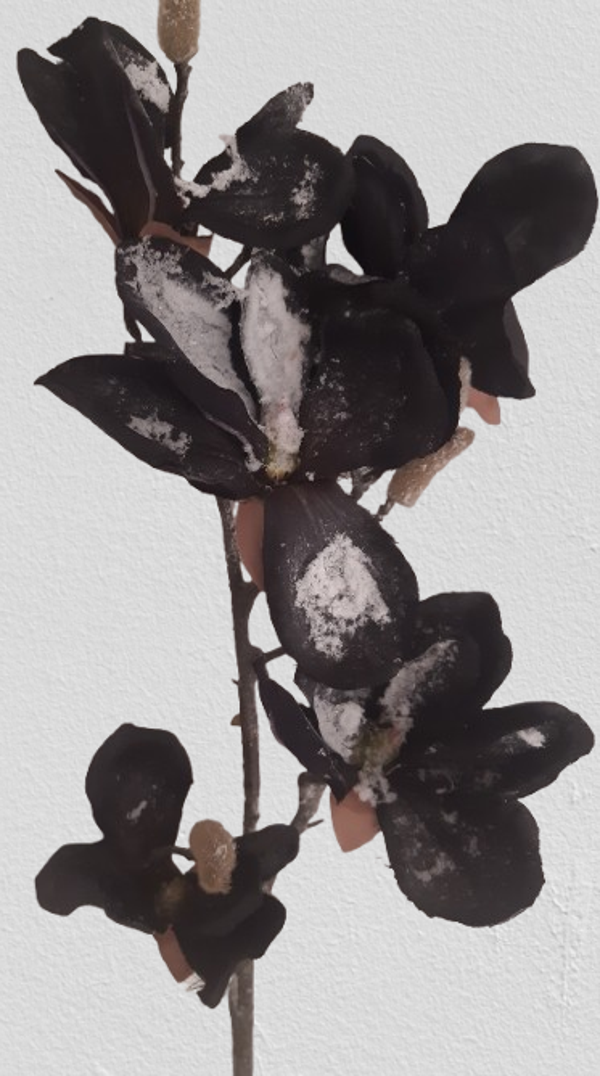 Magnolia śnieżna  90 cm, czarny, kod: 61017