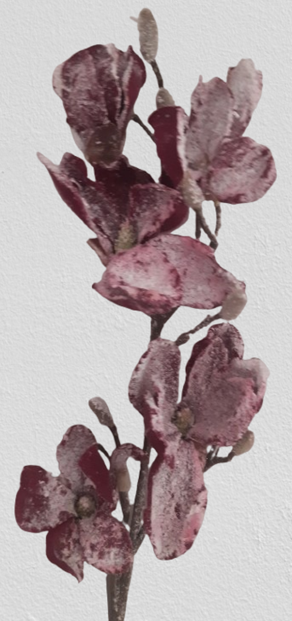 Magnolia śnieżna , (90 cm), bordo, kod: 61017