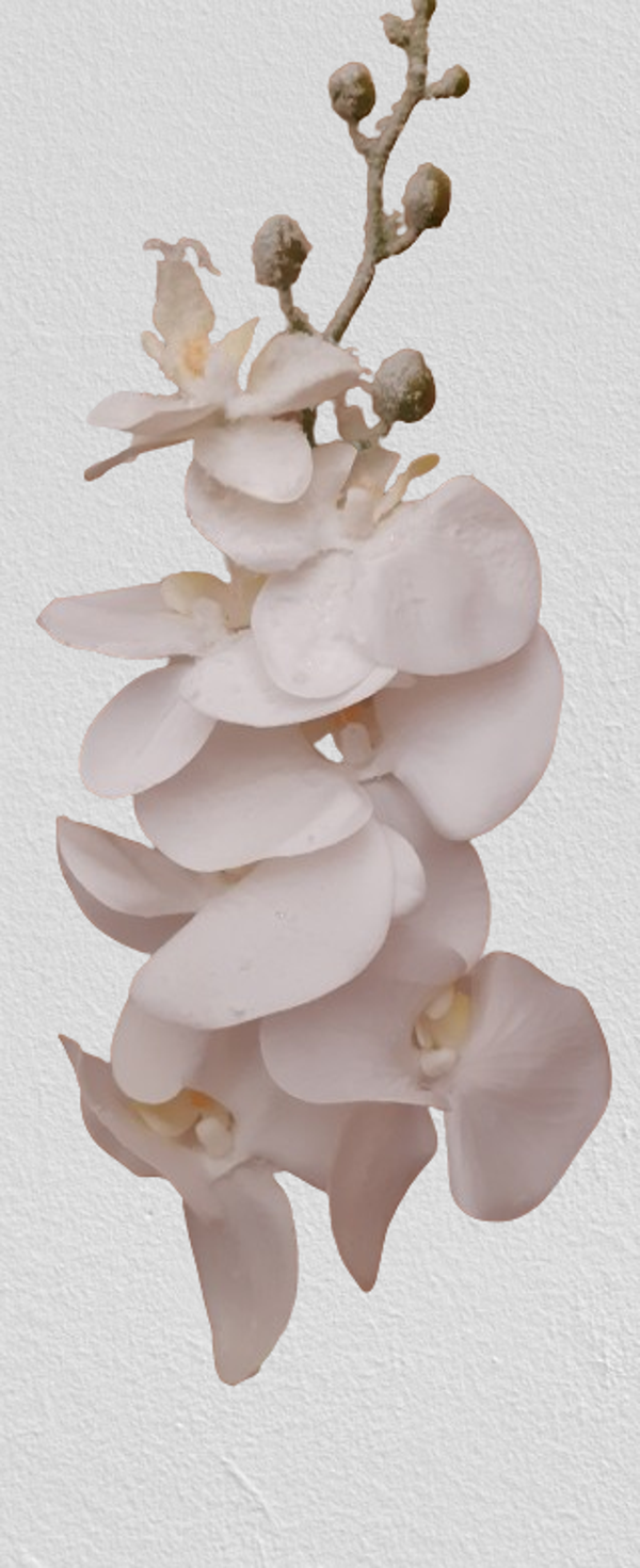 Storczyk Phalaenopsis ośnieżony, biały 84 cm, kod: 6115