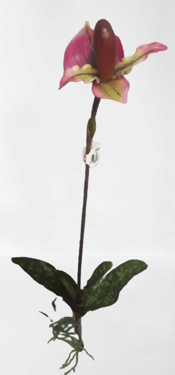 Storczyk pantofelek – 50 cm, kod: 6121