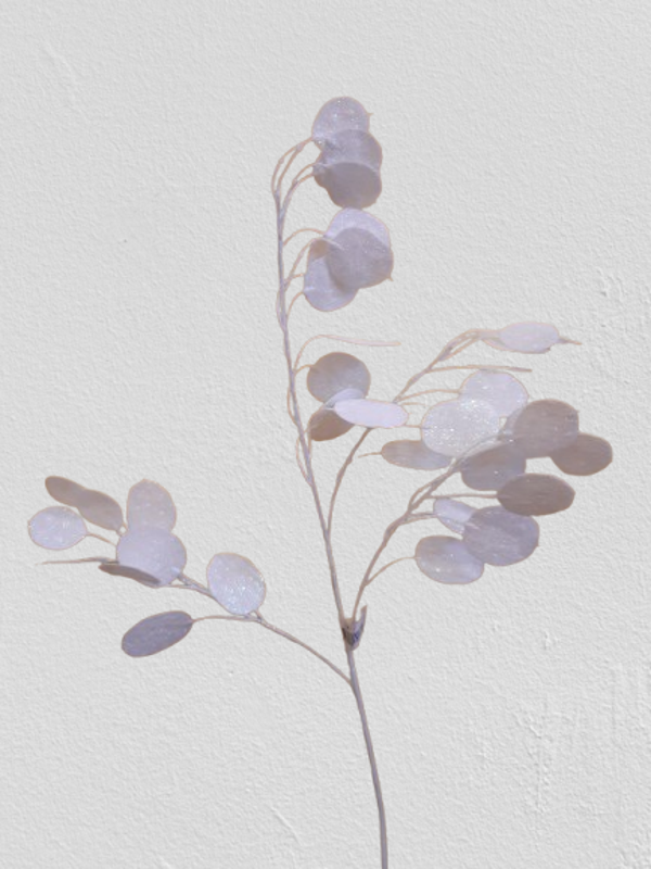 Gałązka srebrników brokatowych biała 72 cm, kod: 7018