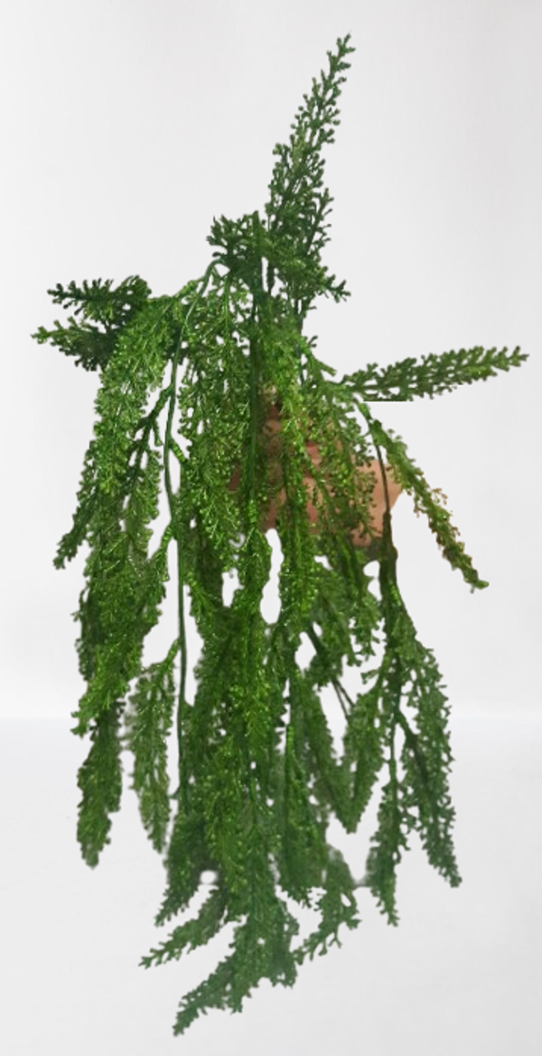 Plumosus – gałązka, 84 cm, kod: 7055