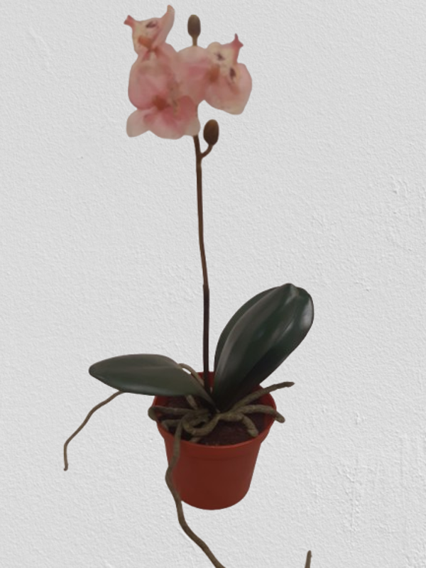 Storczyk Phalaenopsis  mini, lateks 24 cm, różowy, kod: 8941