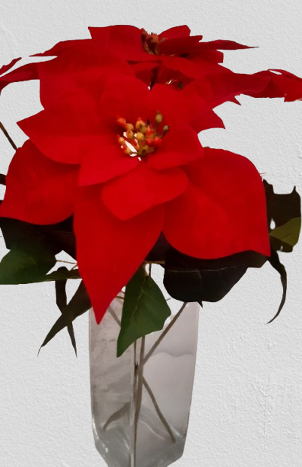 Poinsecja welurowa (50 cm) kod: 9805