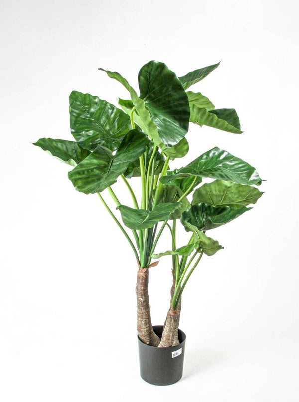 Alocasia w donicy, 100 cm, kod: 1109100