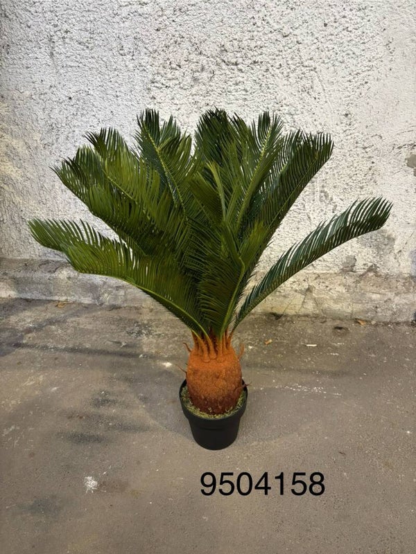 Cycas w donicy, kod: 9504158