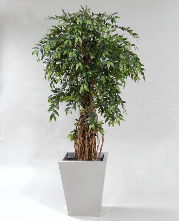 Fikus beniamin w donicy, 170 cm, kod: 31170