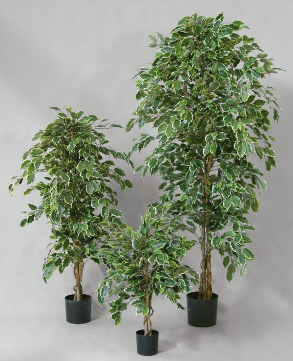 Fikus Golden w donicy, 130 cm, kod: 83130