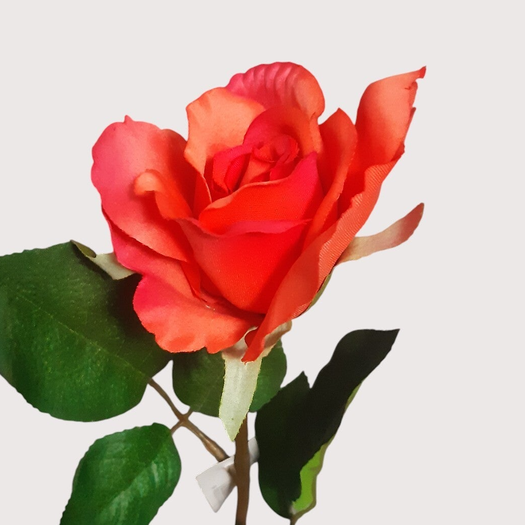 Róża Jenny, 45 cm, kod: 1110603