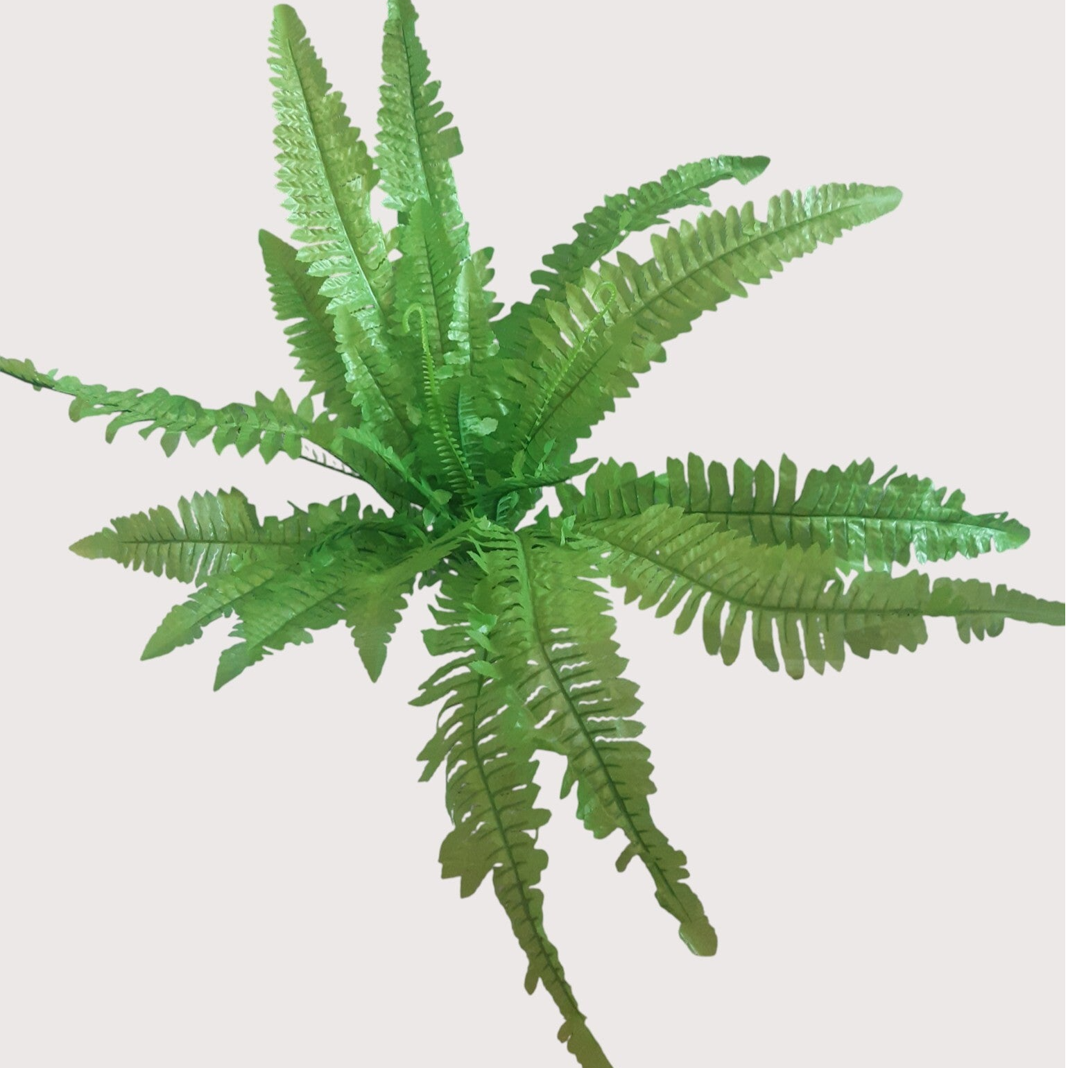 Paproć na piku, 57 cm, kod: 4887