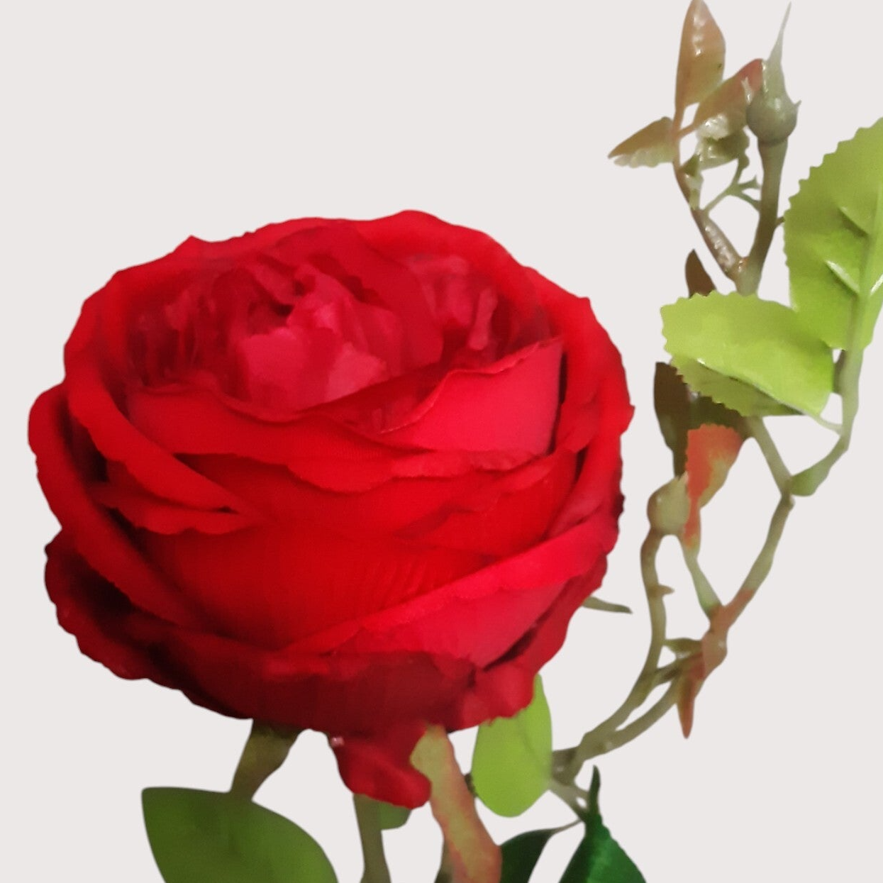 Róża Tina – 68 cm, czerwony, kod: 227