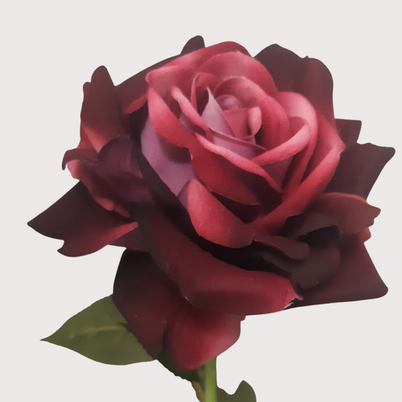 Róża welur,  75 cm, cieniowana, kod: 3809