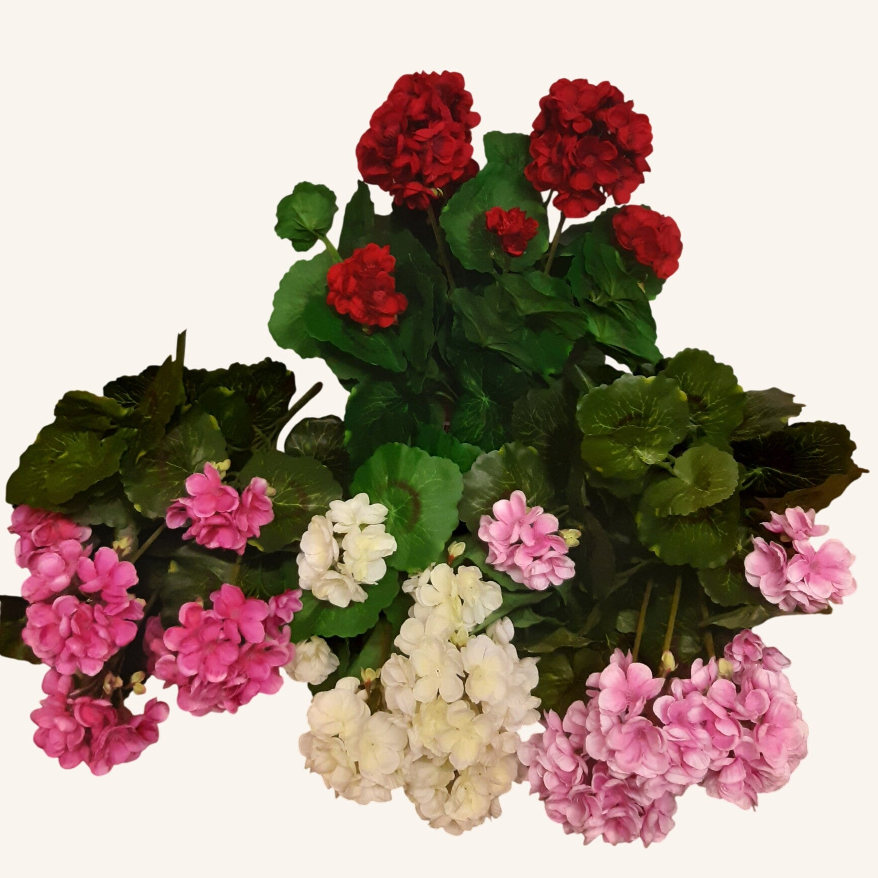 Pelargonia – krzak 40 cm | karton 12 szt. | mix kolorów, kod: 534