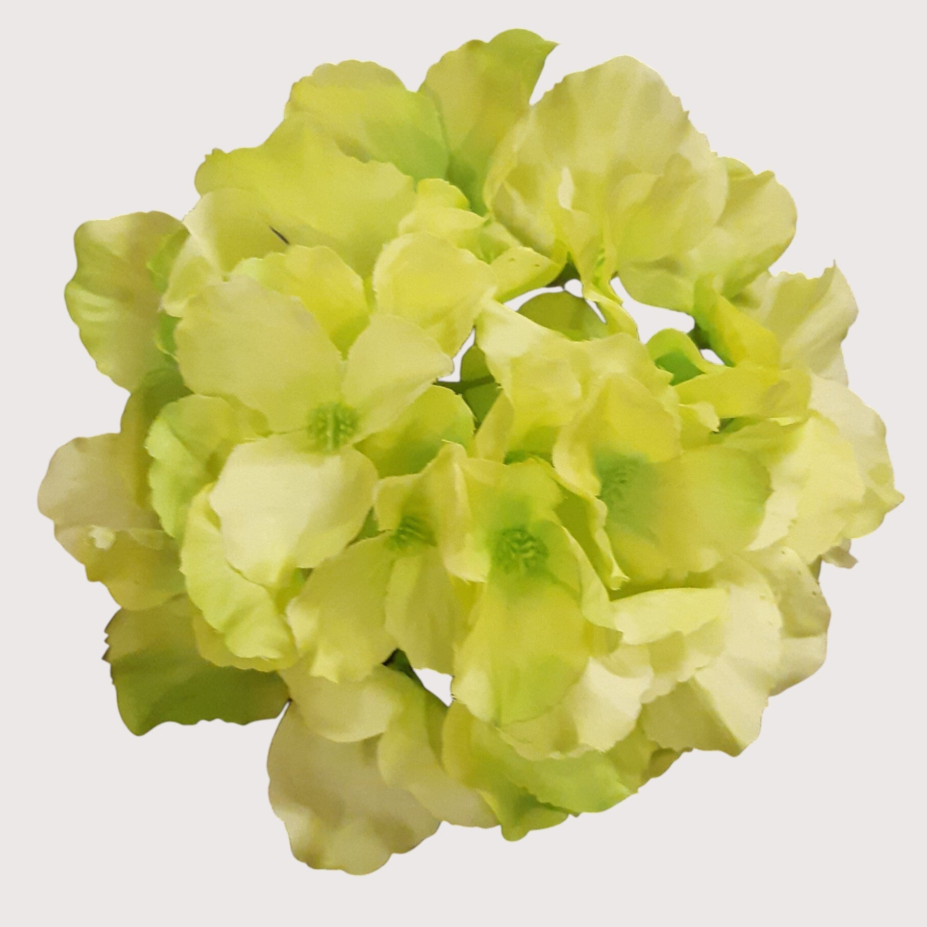 Hortensja wyrobowa, 15 cm, LT green, kod: 644