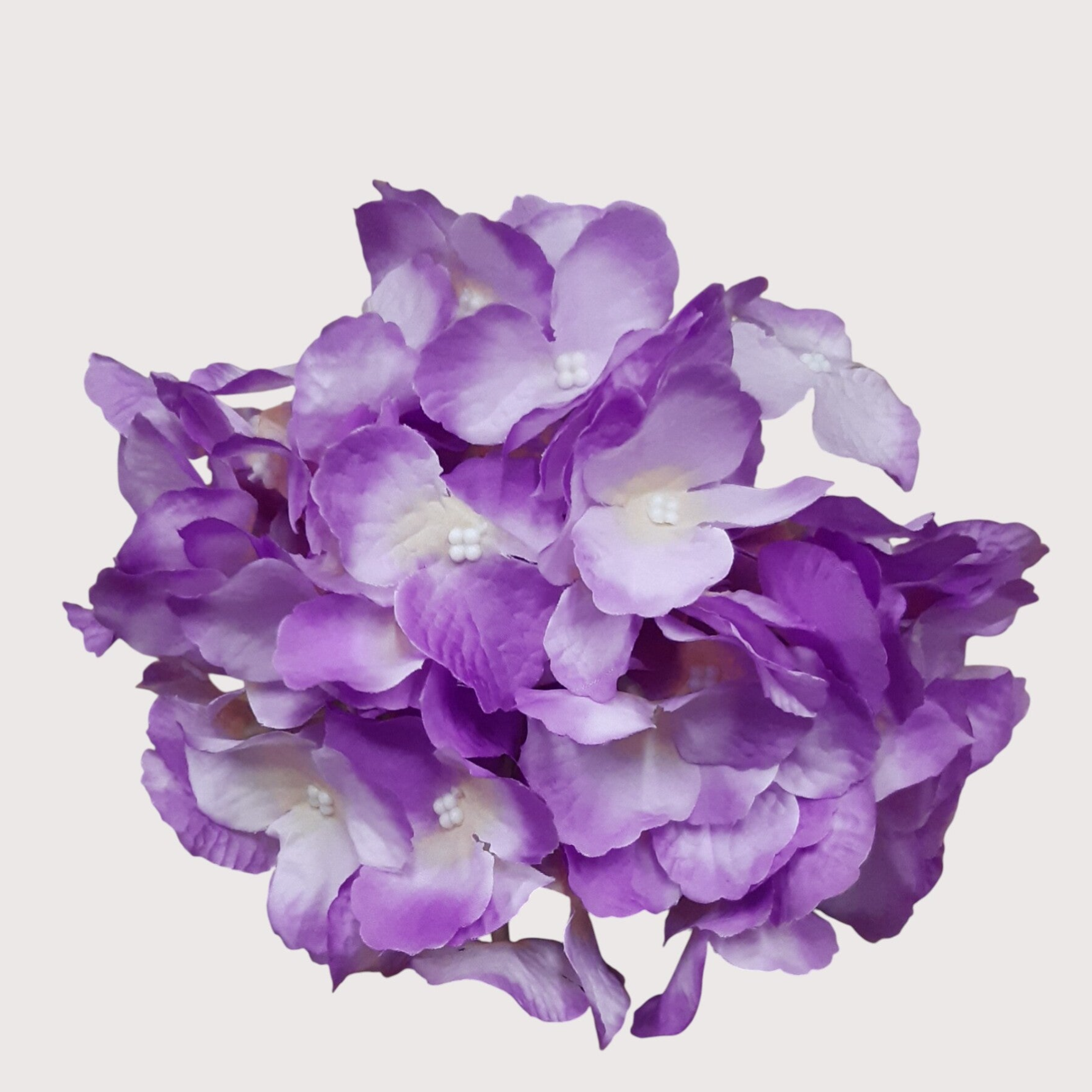 Hortensja wyrobowa, 20 cm, fioletowy, kod: 11171