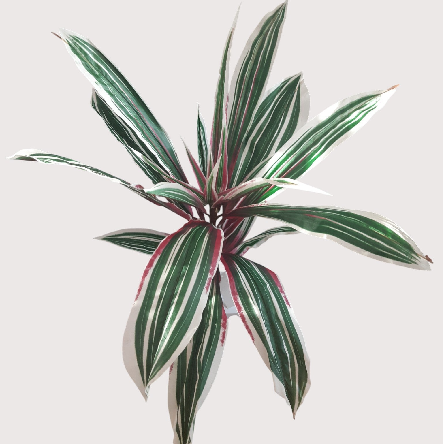 Cryptanthus – krzak, 59 cm, kod: 1411300