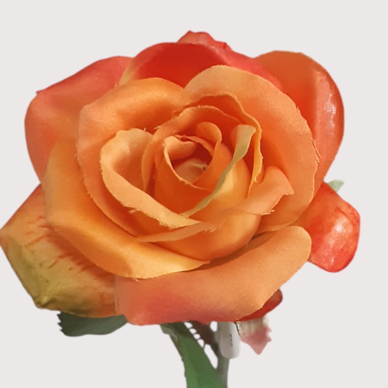 Róża miniaturka, 30 cm, pomarańcz, kod: 542689
