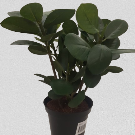 Fikus Panda 25 cm kod: 5914