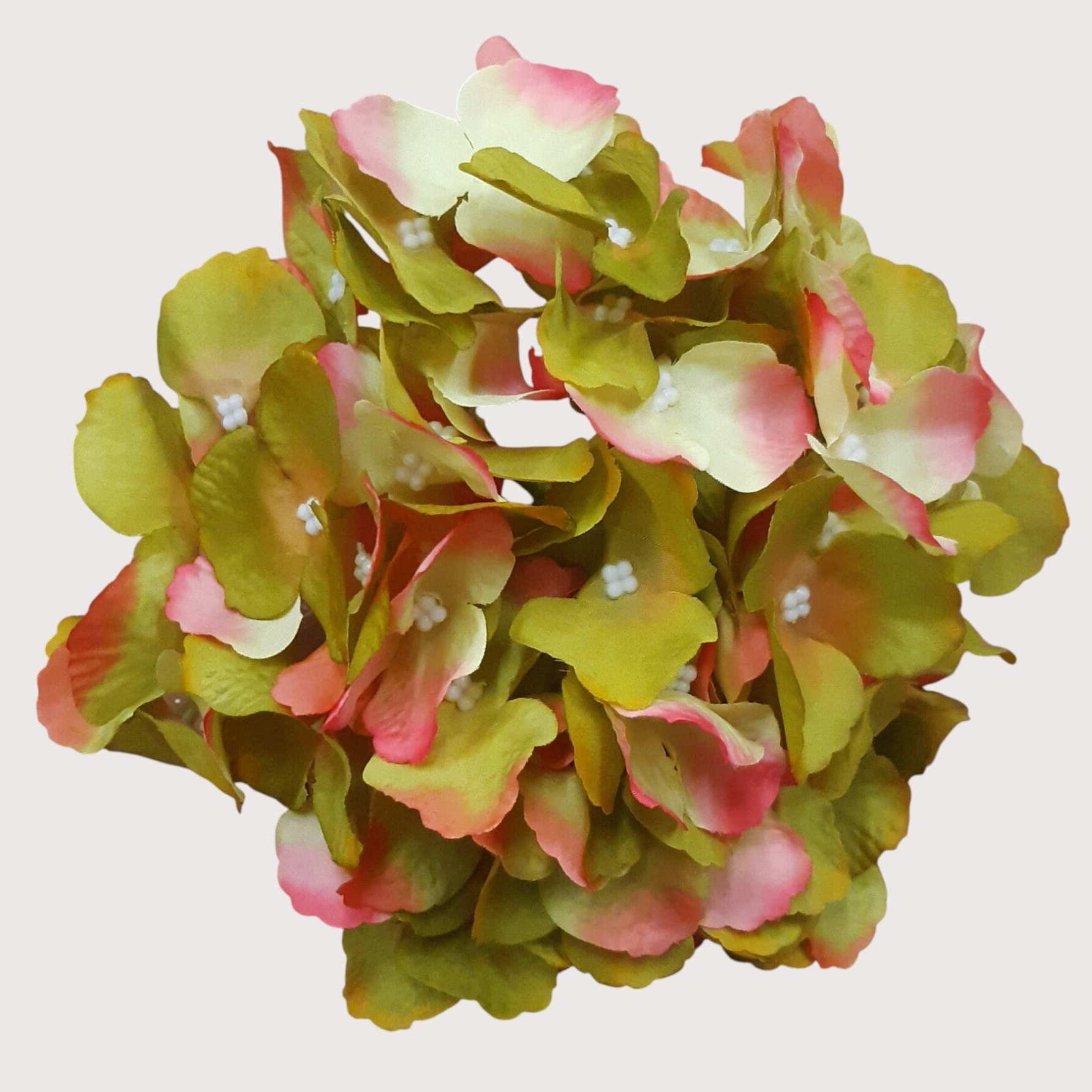 Hortensja wyrobowa, 20 cm, oliwkowy, kod: 11171