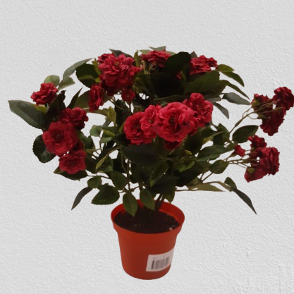 Roża perłowa 28 cm, czerwona, kod: 8071