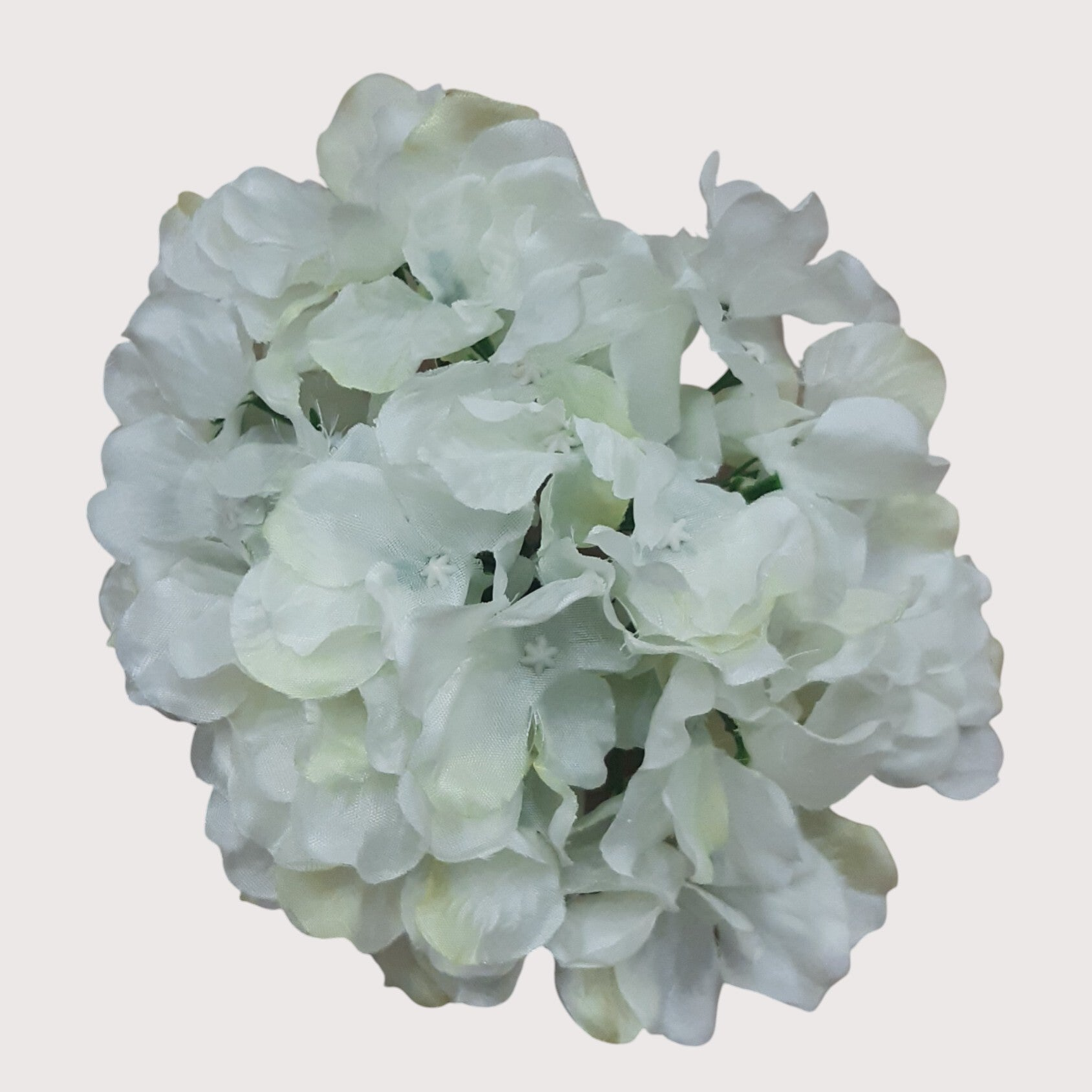 Hortensja wyrobowa, 14 cm, ecru, kod: 280