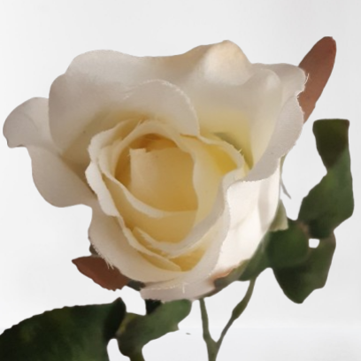 Róża – gałązka, 65 cm, biały, kod: 49594960
