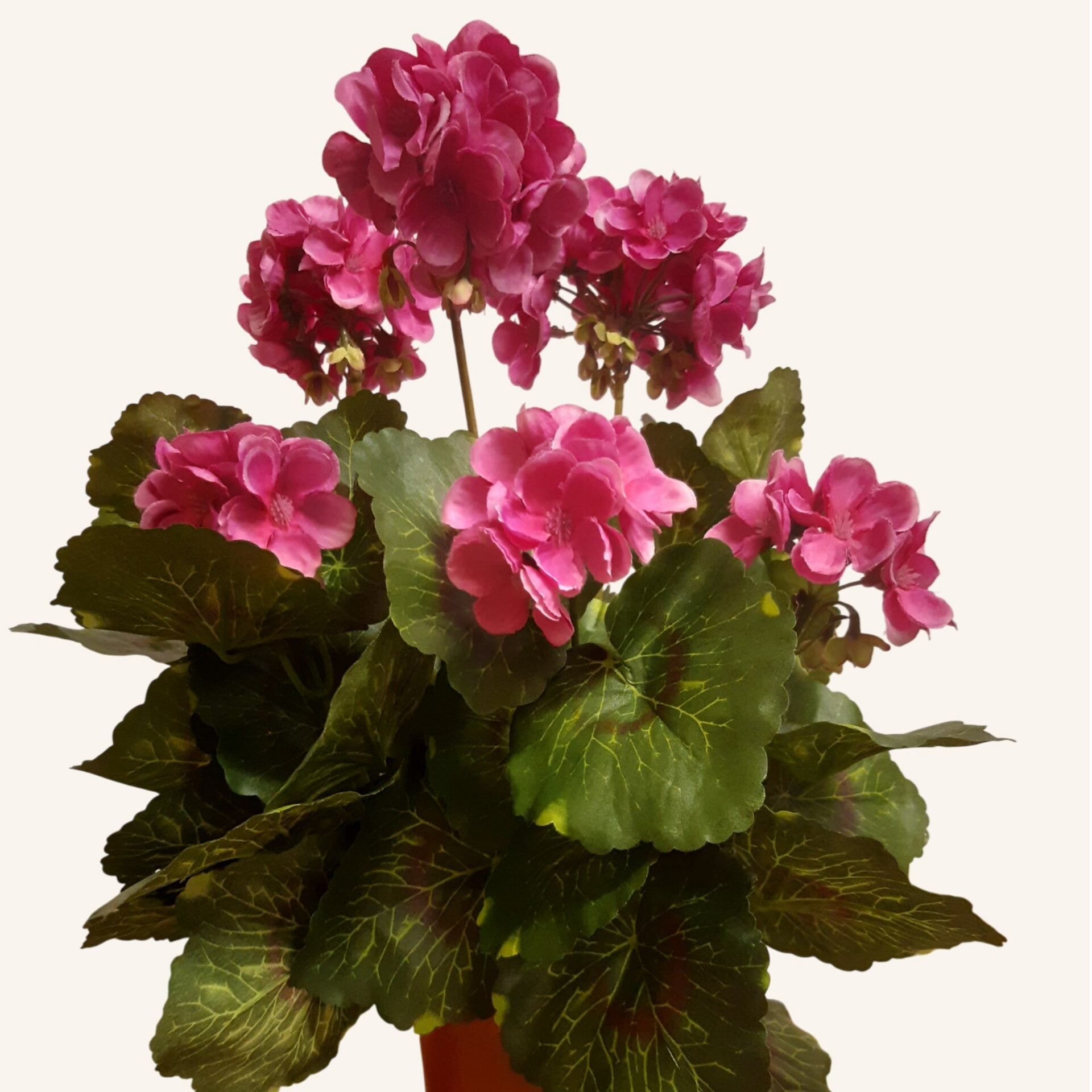 Pelargonia w doniczce 35 cm | doniczka 10 cm, Fuksja, kod: 534D