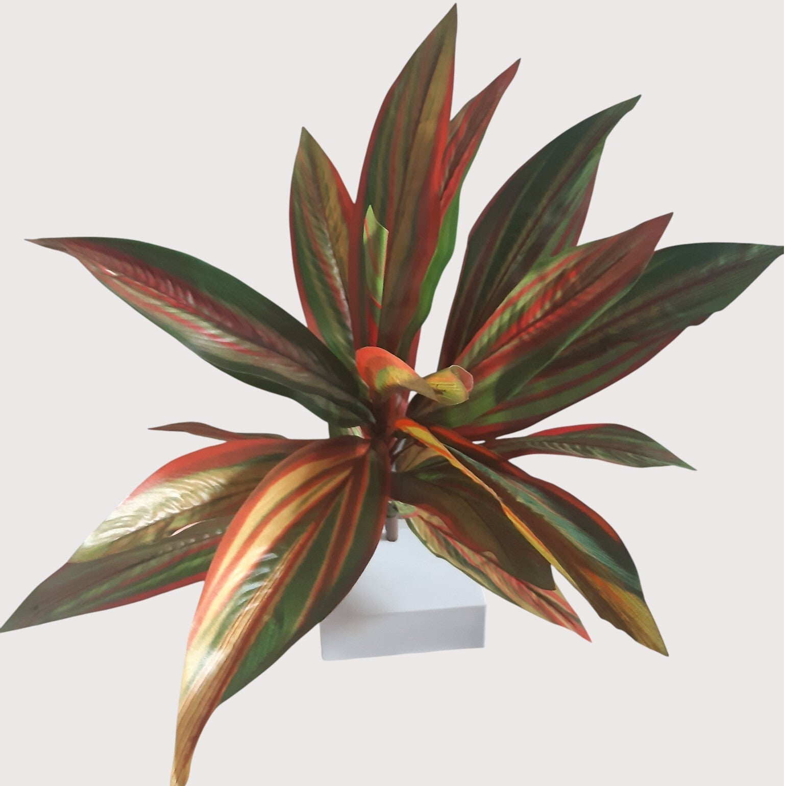 Dracena krzak, 52 cm, kod: 1411400